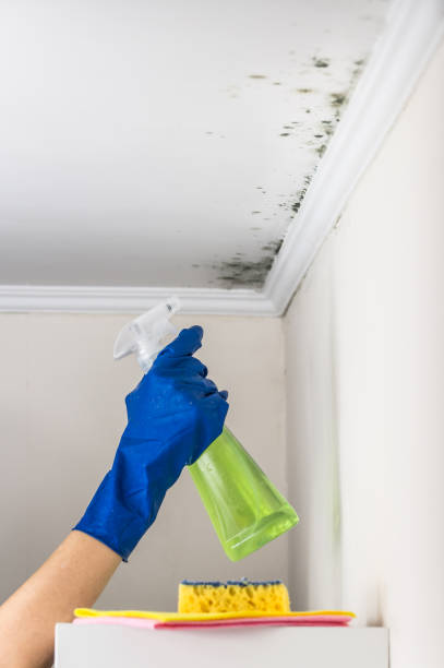 Best Home Mold Removal  in Hope Mills, NC