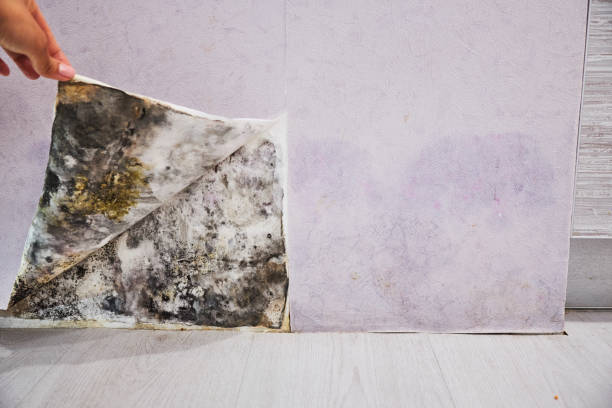 Best Commercial Mold Removal  in Hope Mills, NC